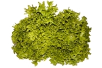 Endives