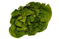 Lettuce