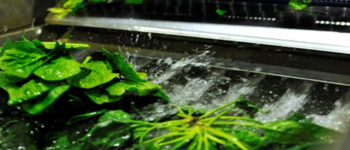 Washing vegetables before packaging